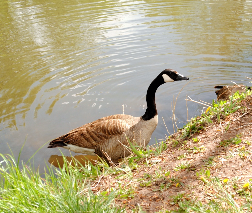 goose