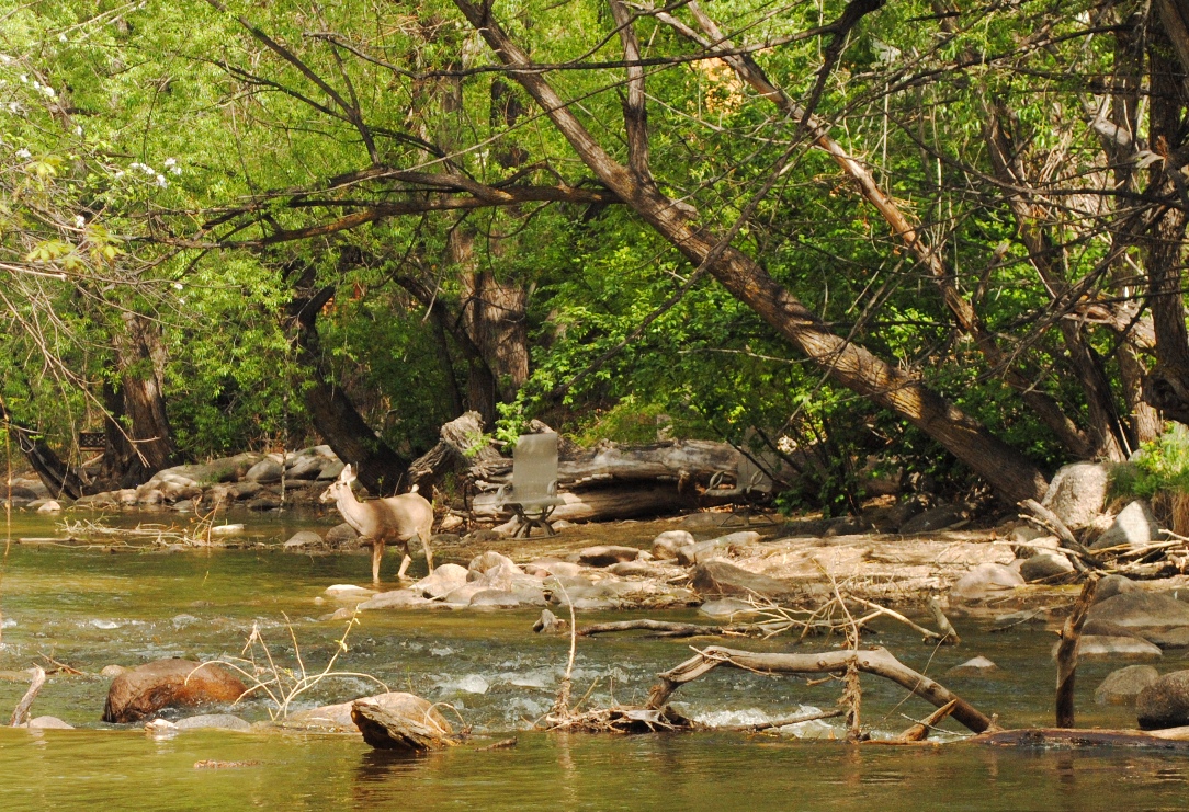deer