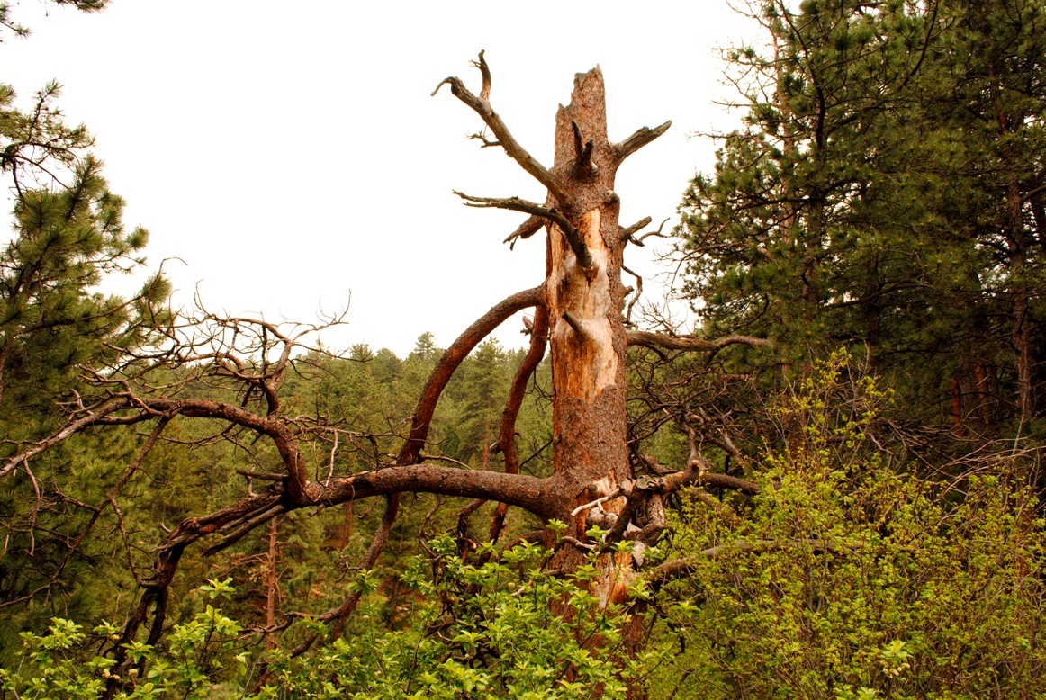 a tree.