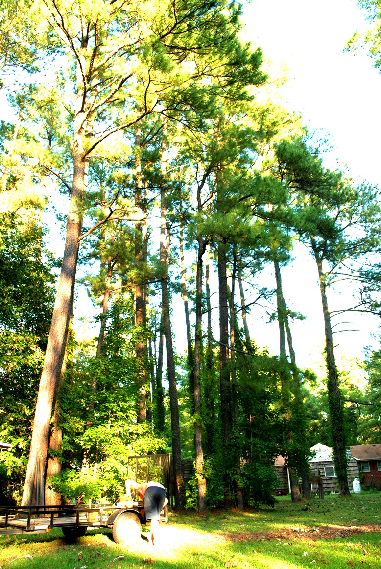 tall trees saturation contrast craze