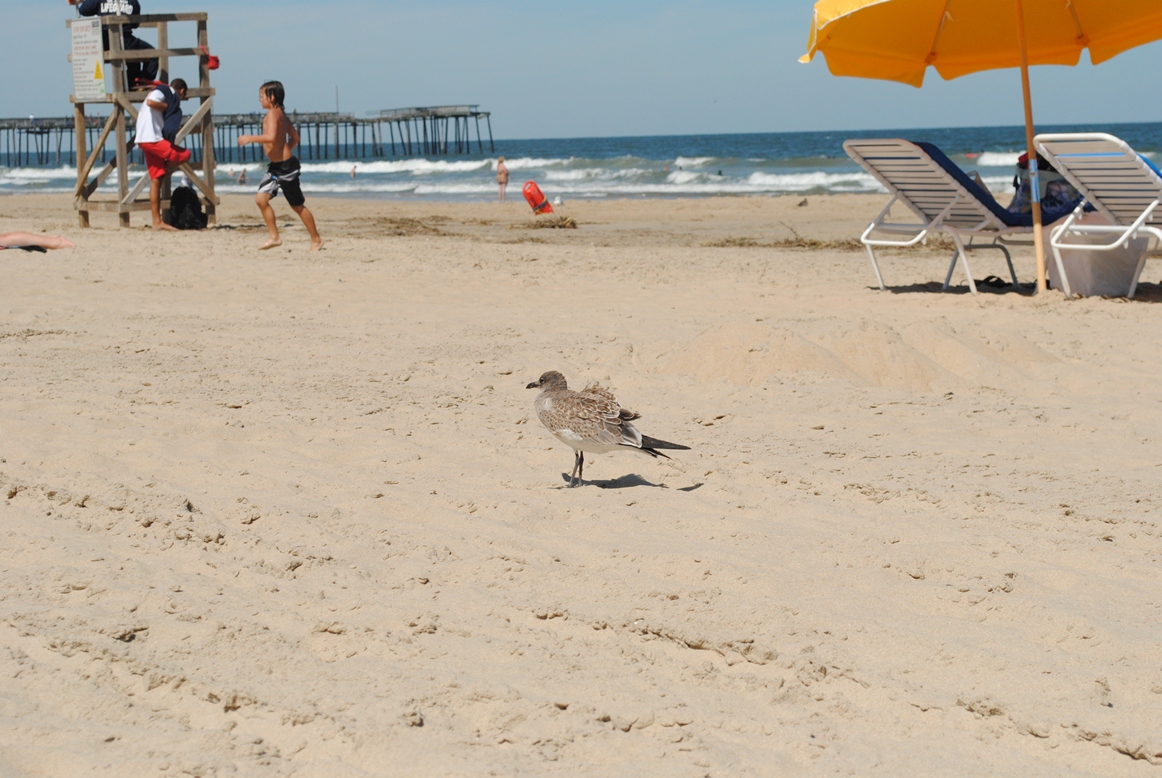 seagull