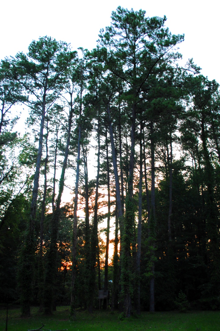 a bit of sunset behind the trees