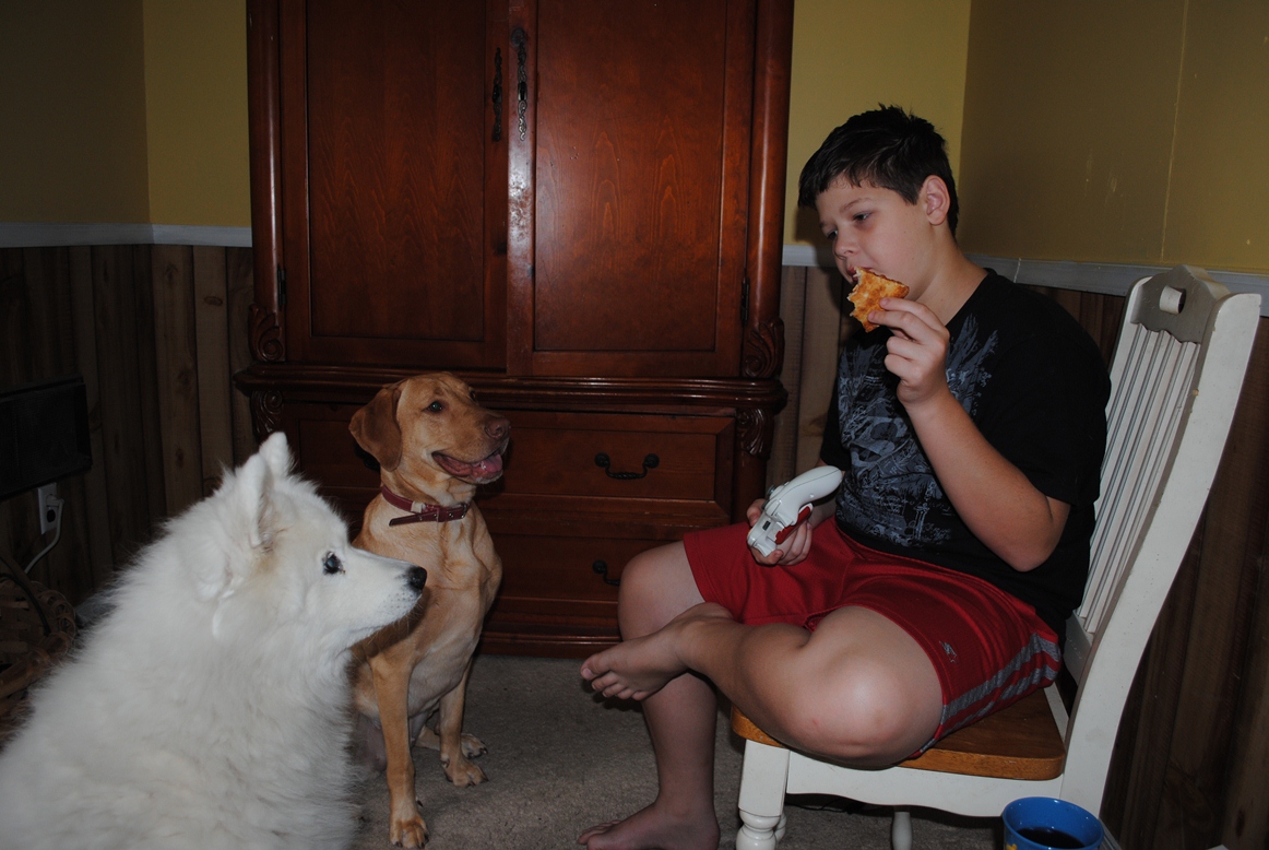 cody and the dogs