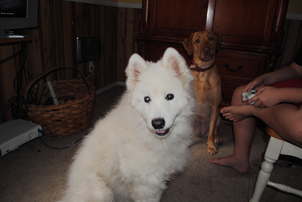 pups