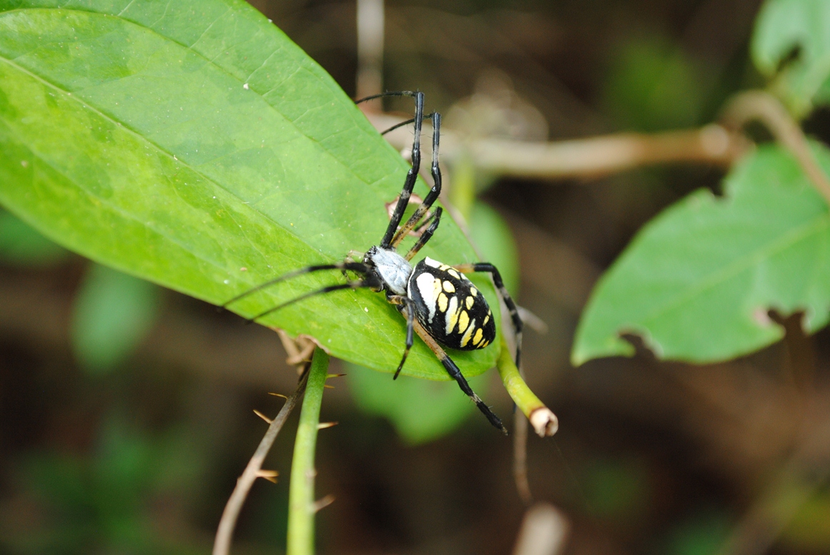 giant spider