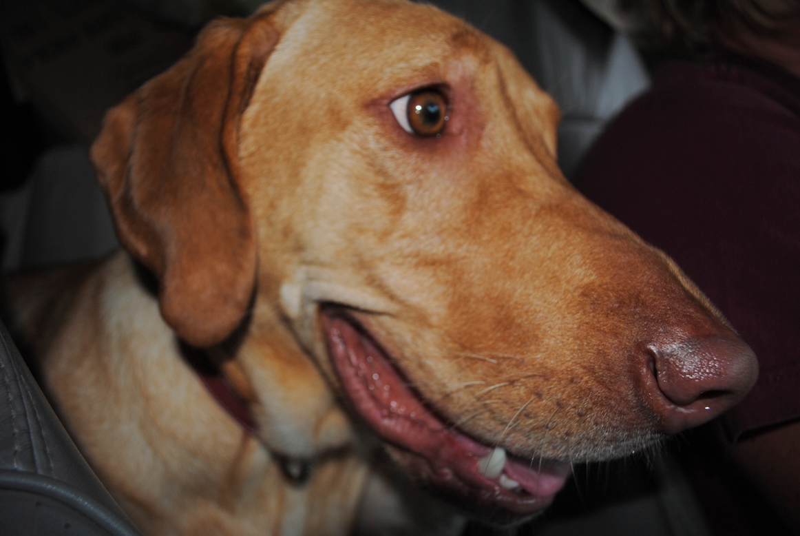 lilly