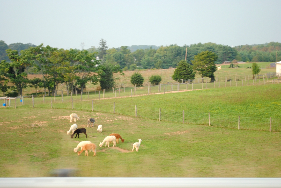 lamas or el pacas or whatever