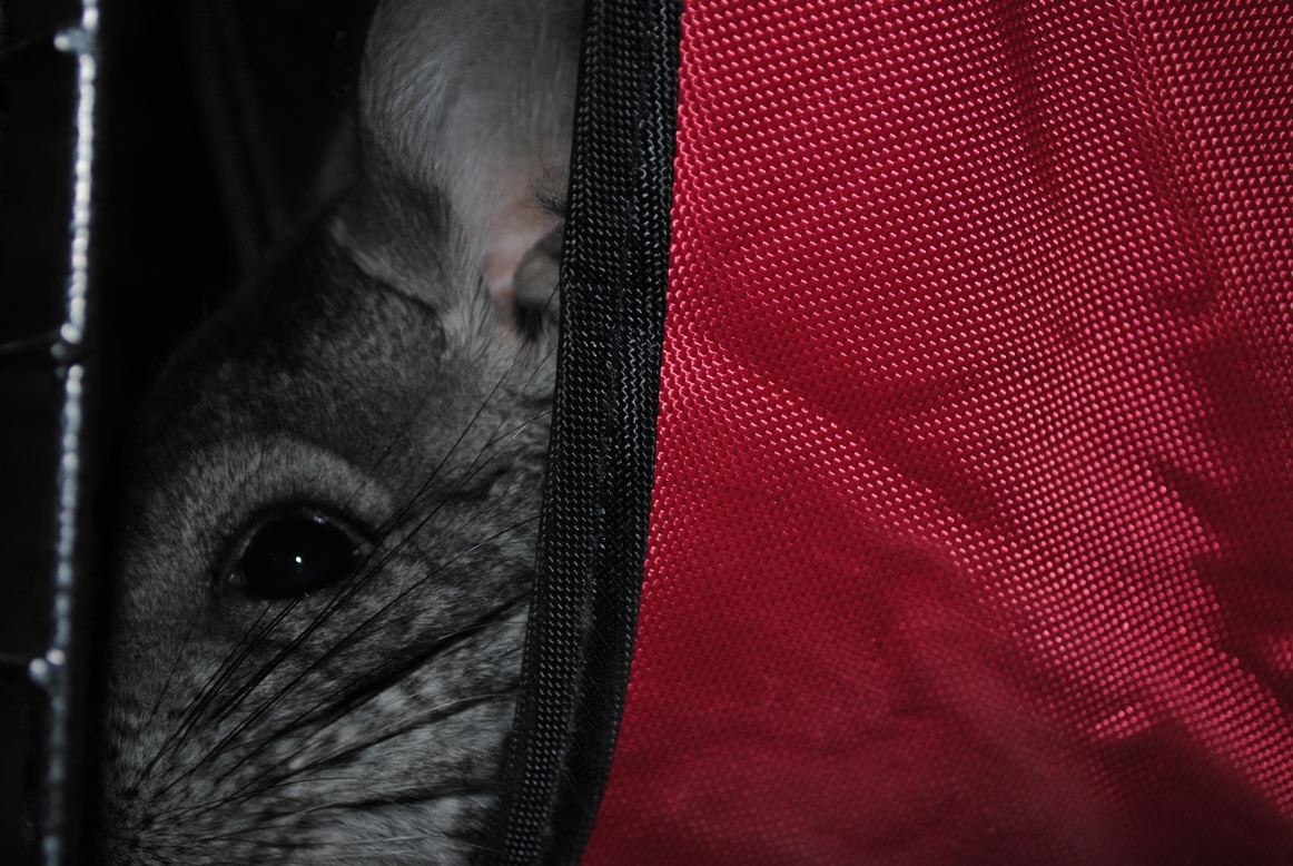 peeking