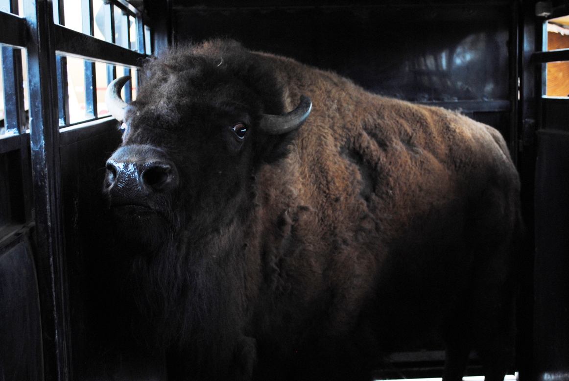 ralphie