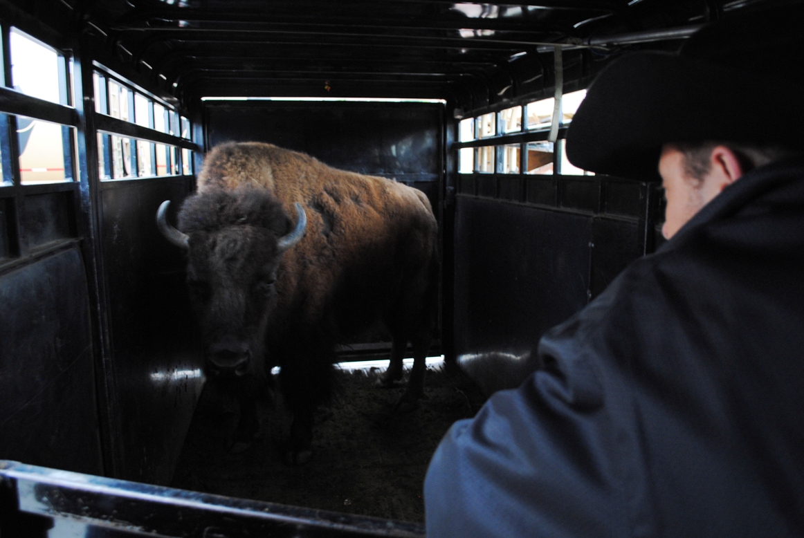 ralphie and chip
