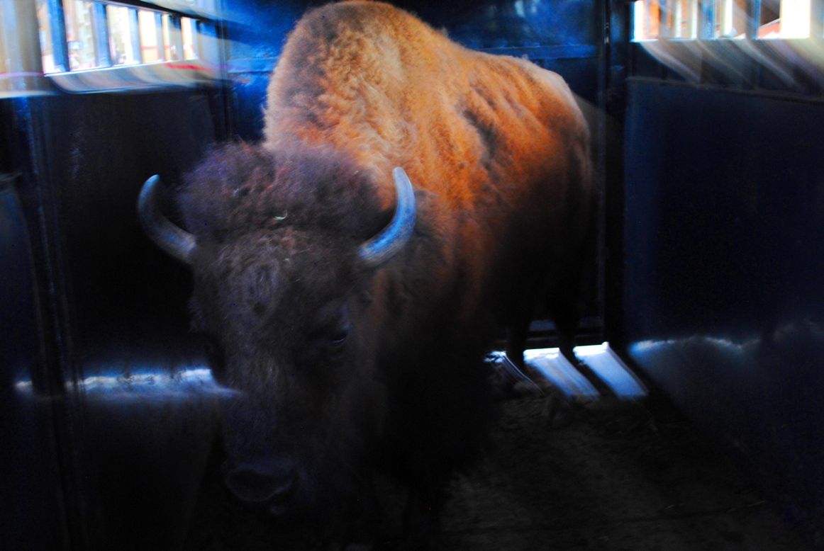 colorful ralphie