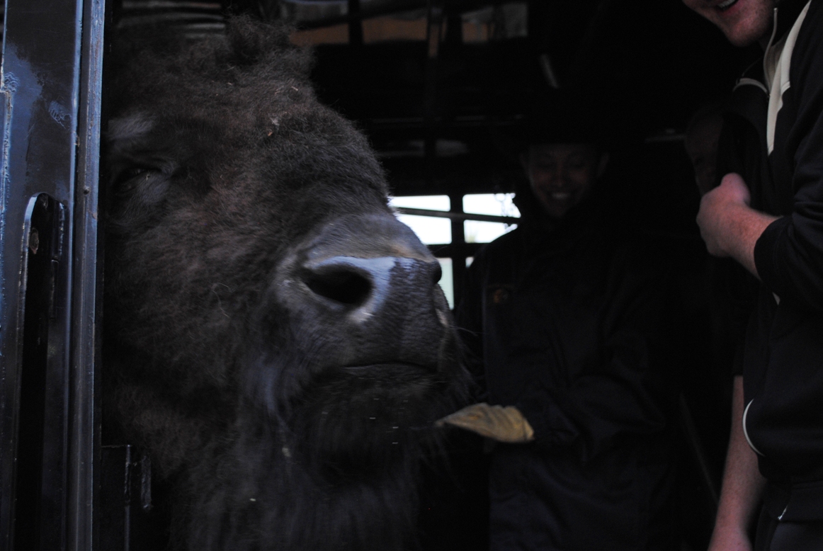 ralphie, chip in back