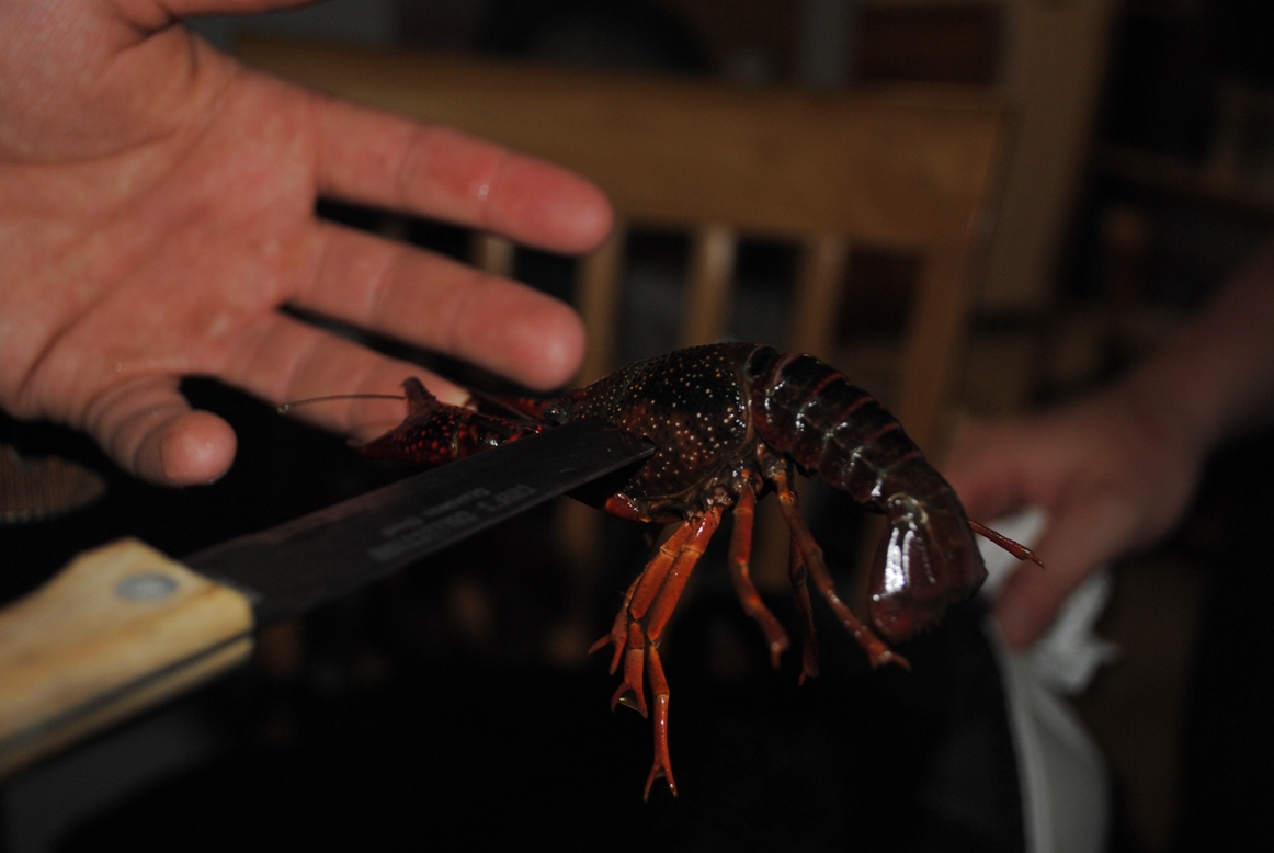 poor crawfish