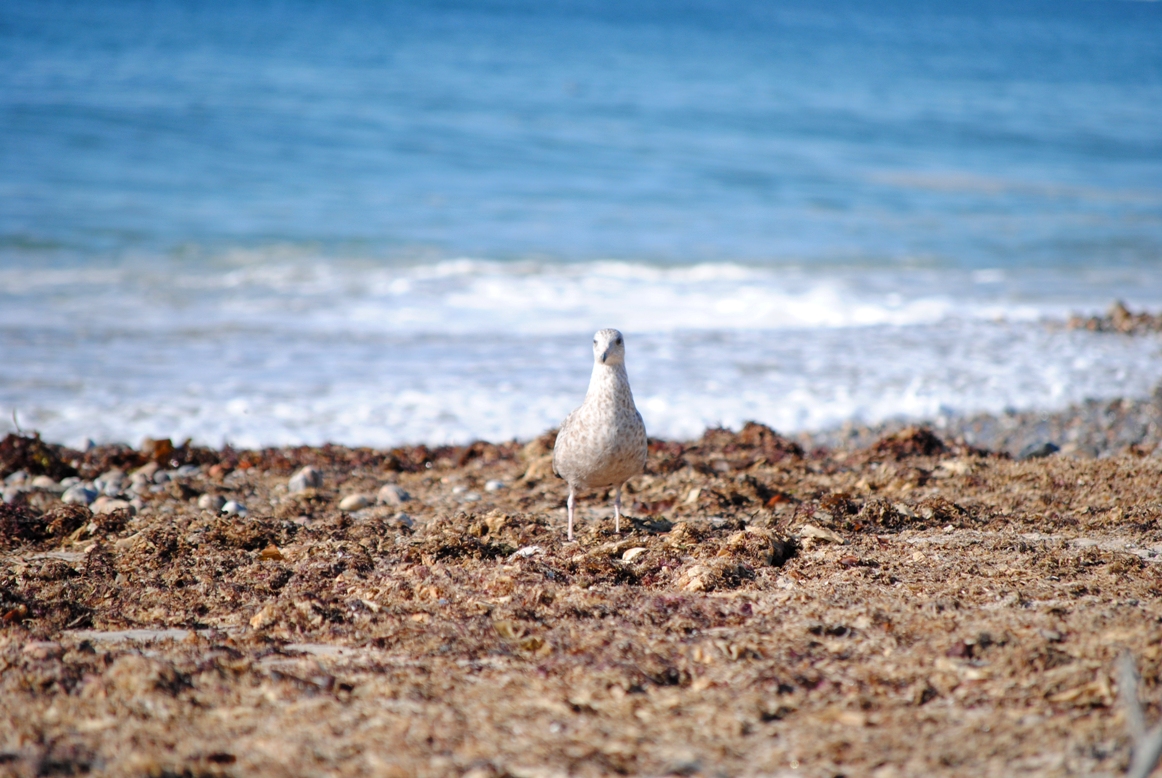 seagull