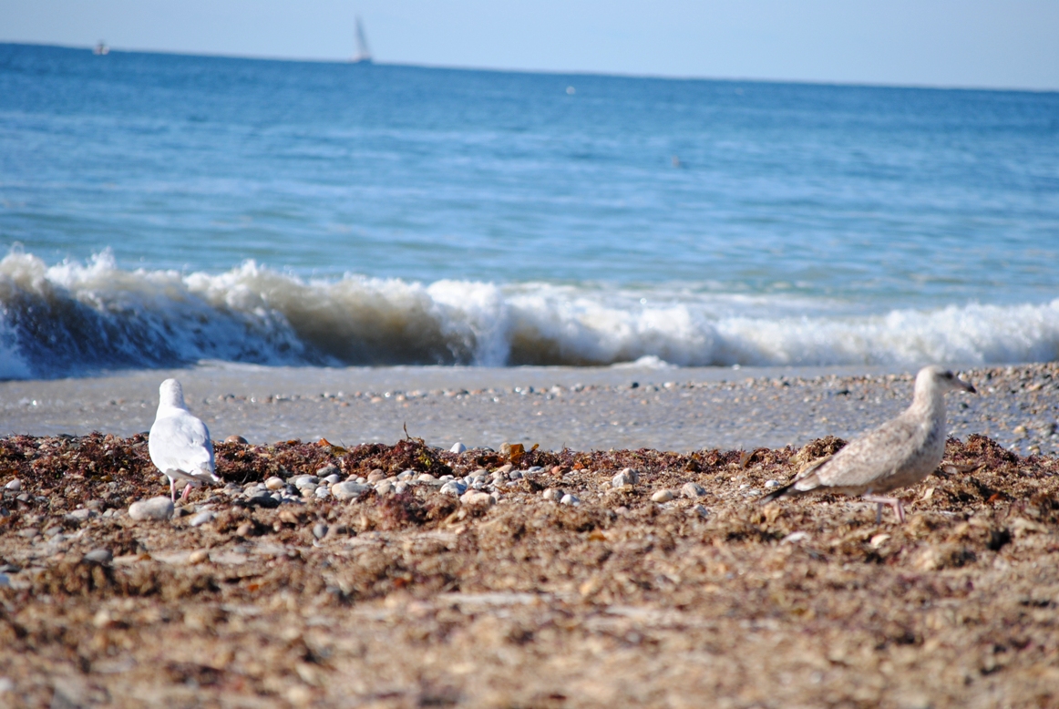 seagulls