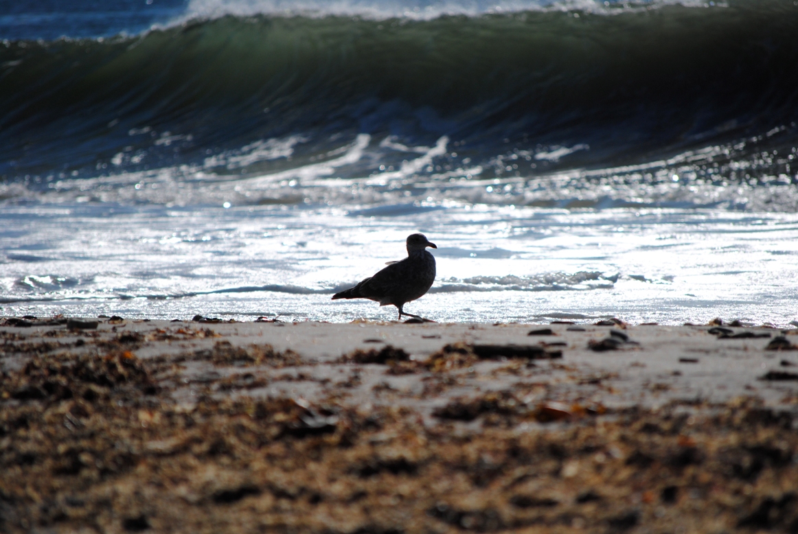 seagull and wave