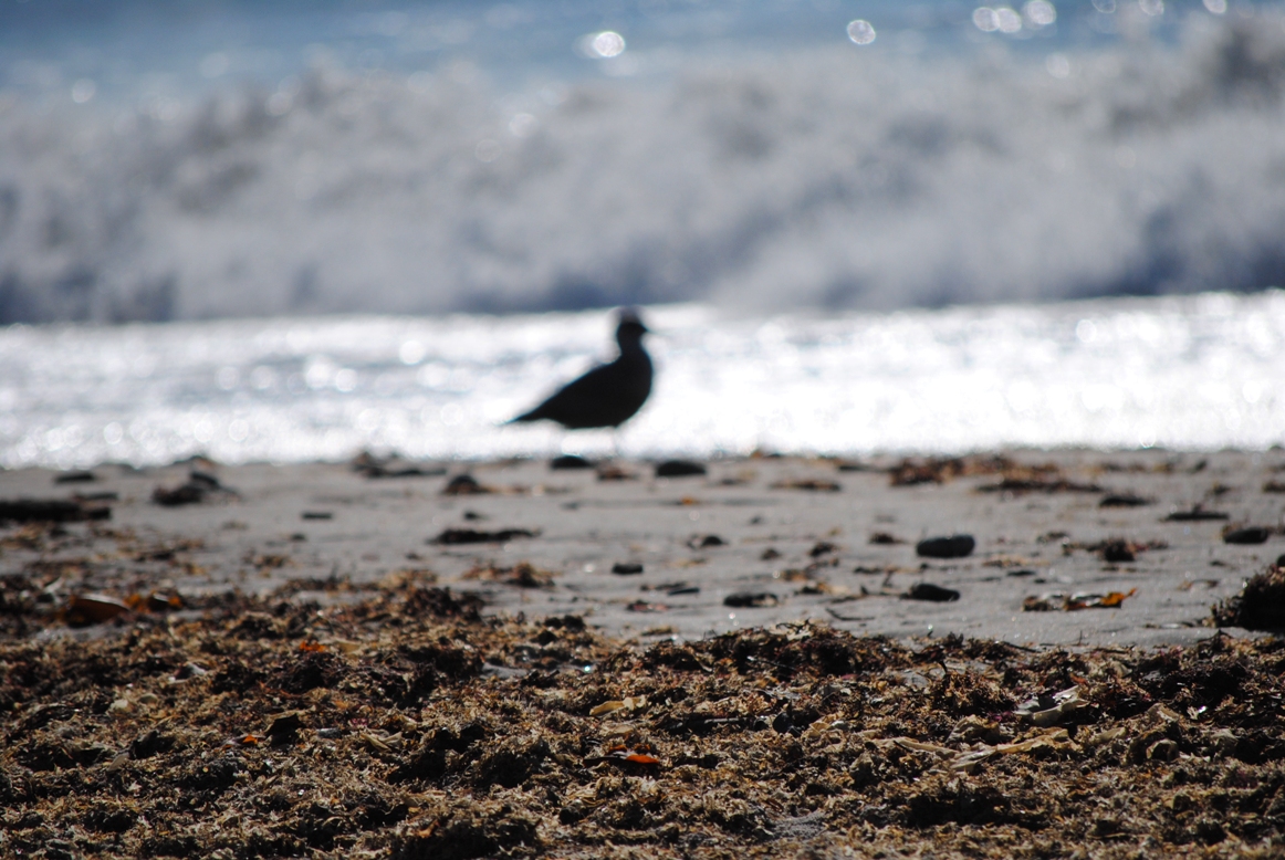 seagull and waves