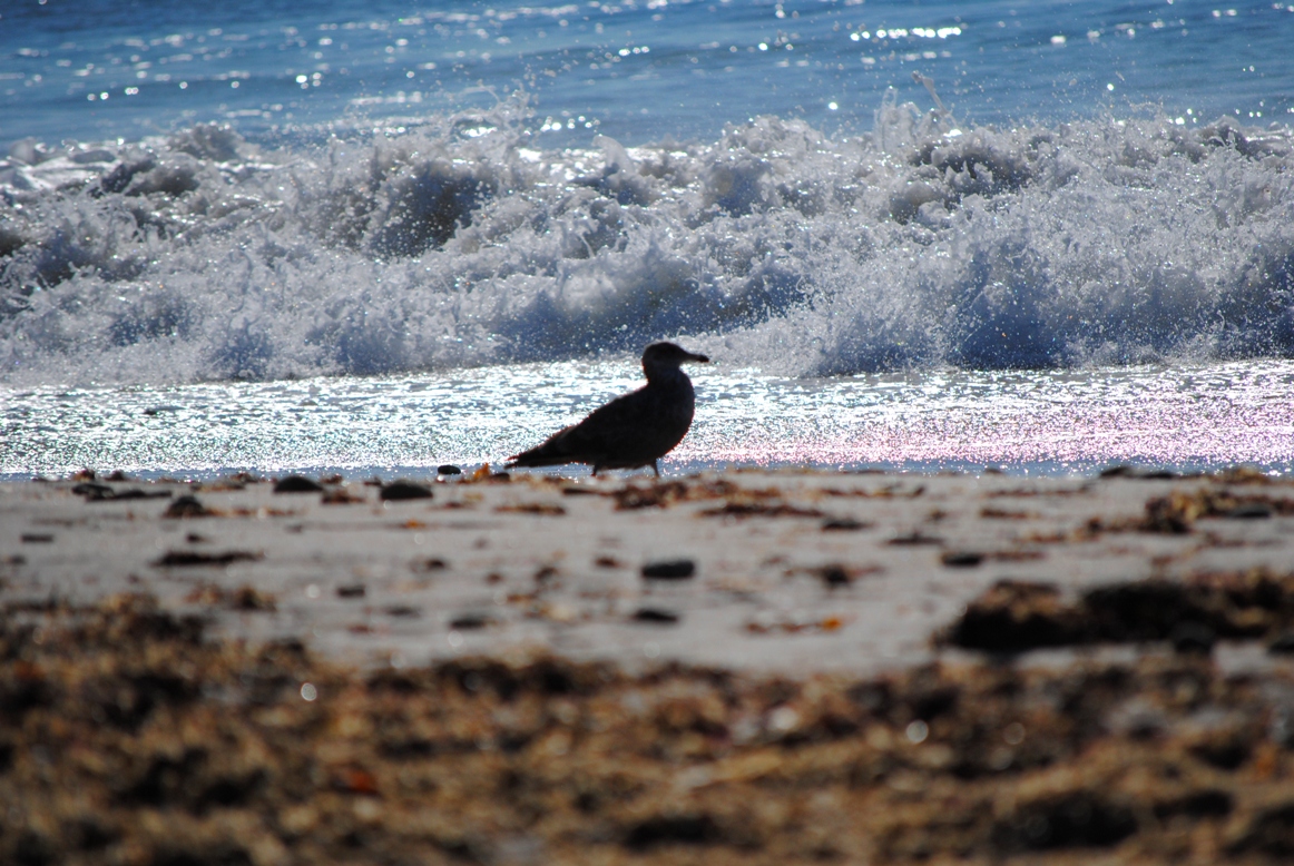 seagull and waves