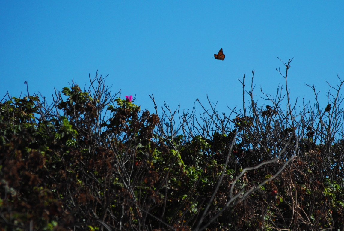 butterfly