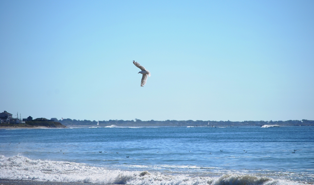 seagull