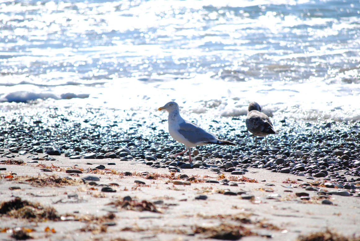 seagulls