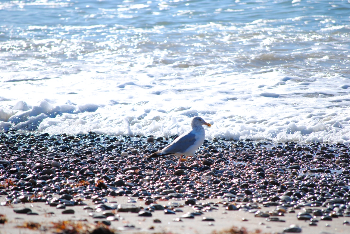 seagull