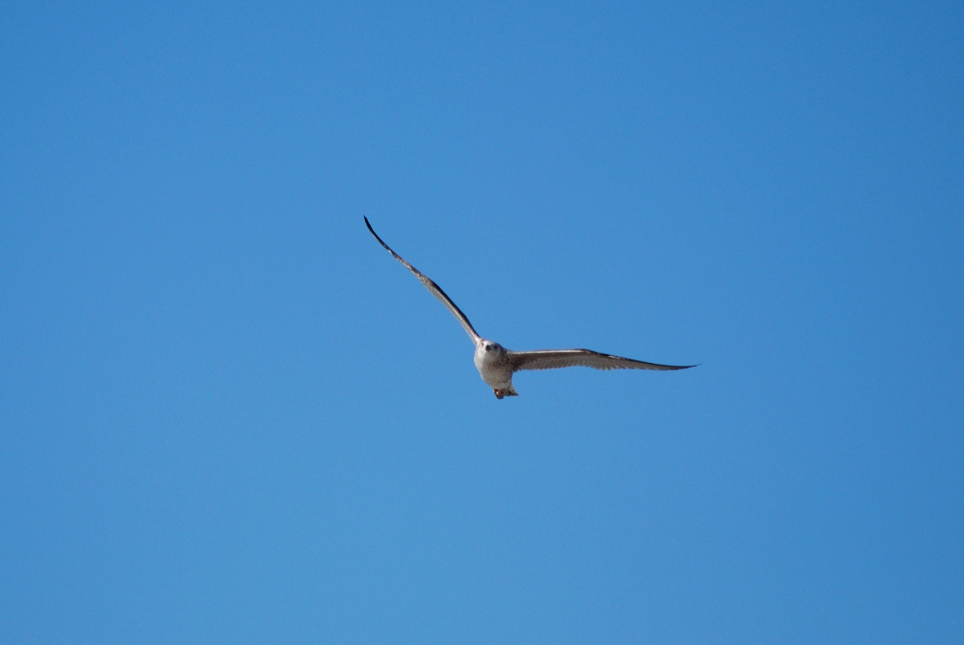 seagull in flight