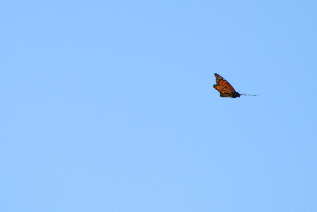 butterfly in flight