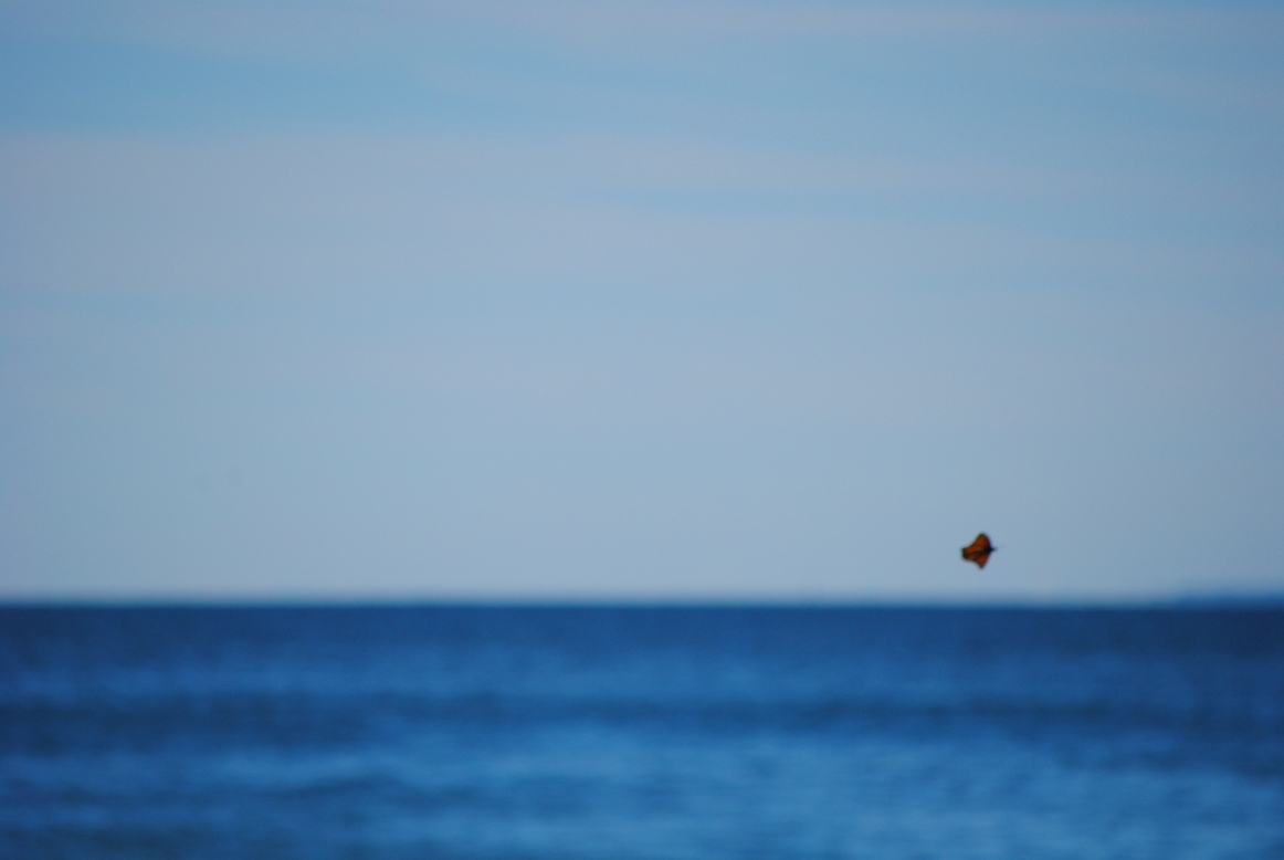 blurry butterfly over the ocean
