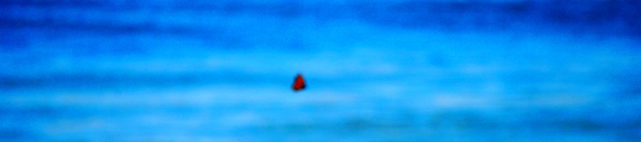 blurry butterfly