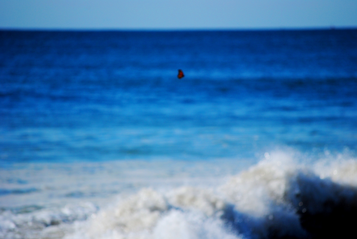 blurry butterfly over crashing wave