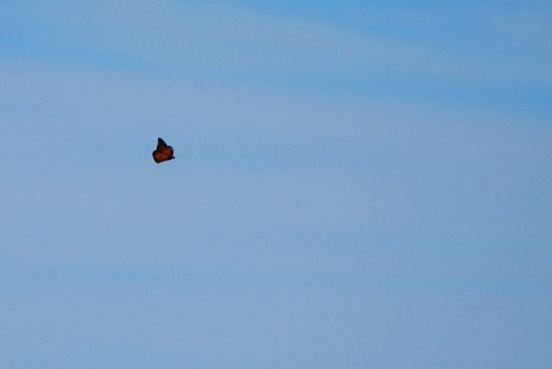 butterly