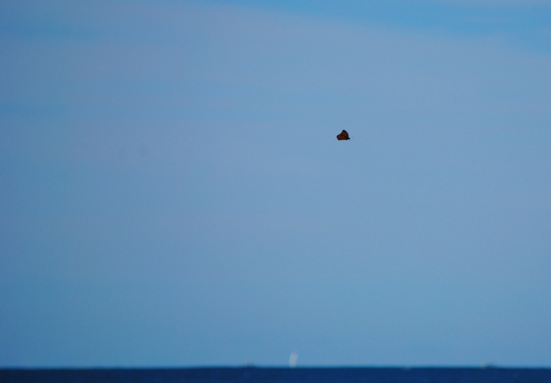 butterfly over ocean