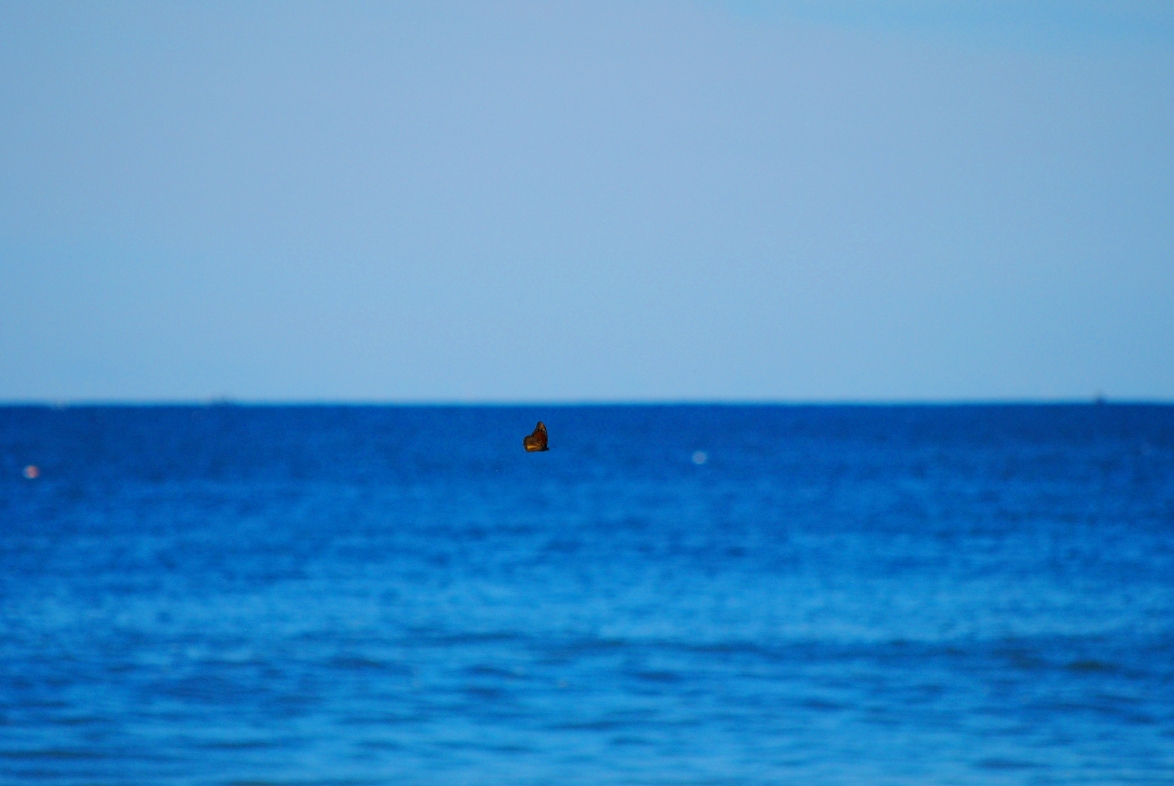 butterfly and ocean