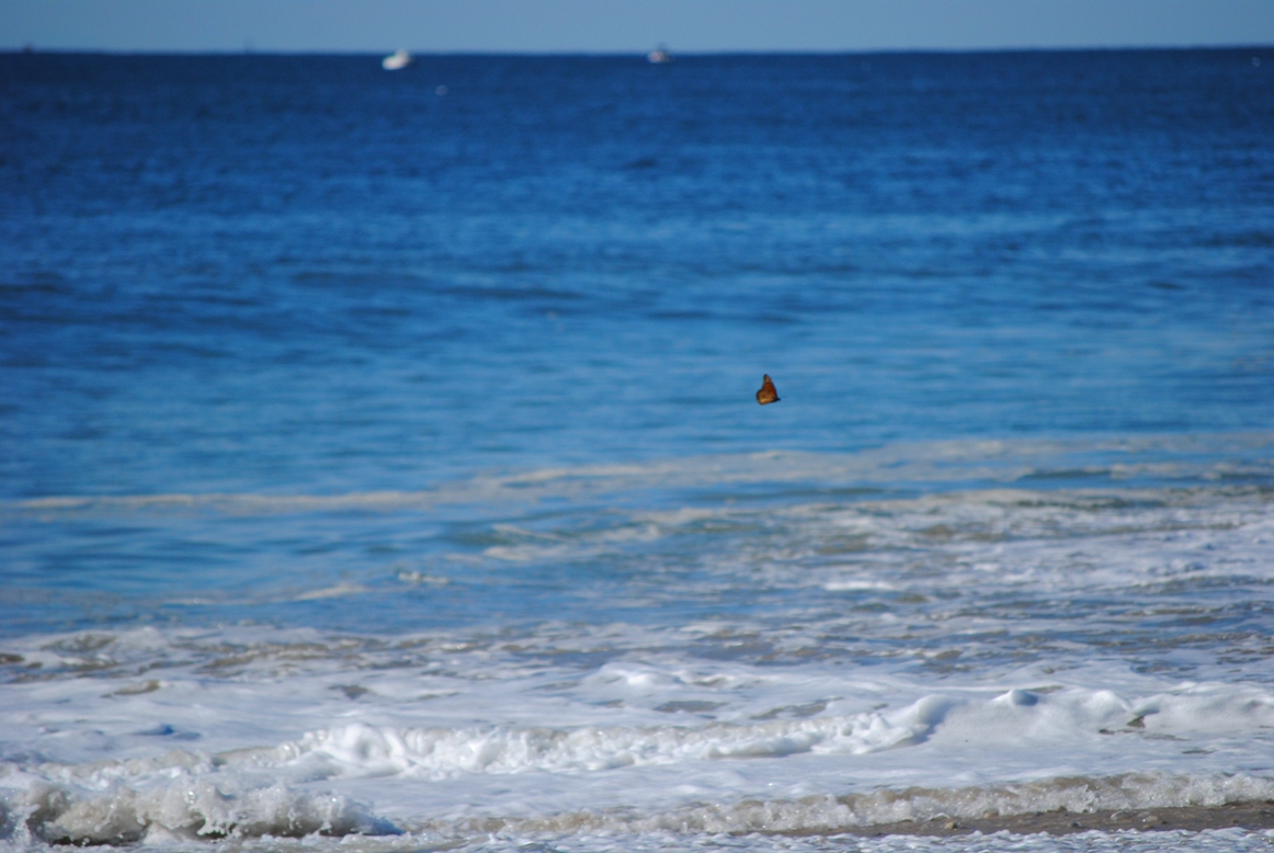 butterfly and ocean