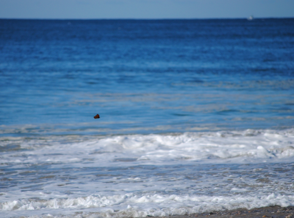 butterfly and ocean