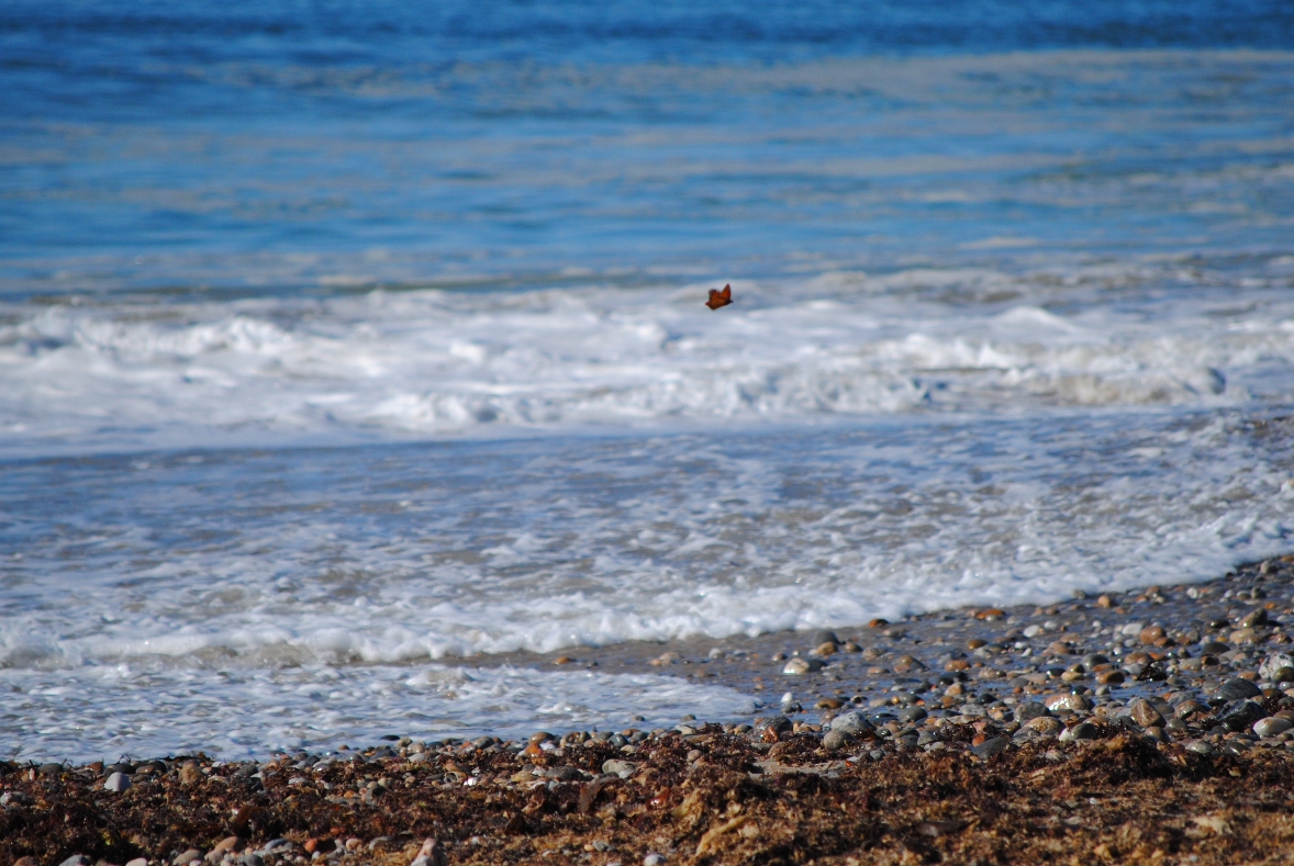 butterfly and ocean