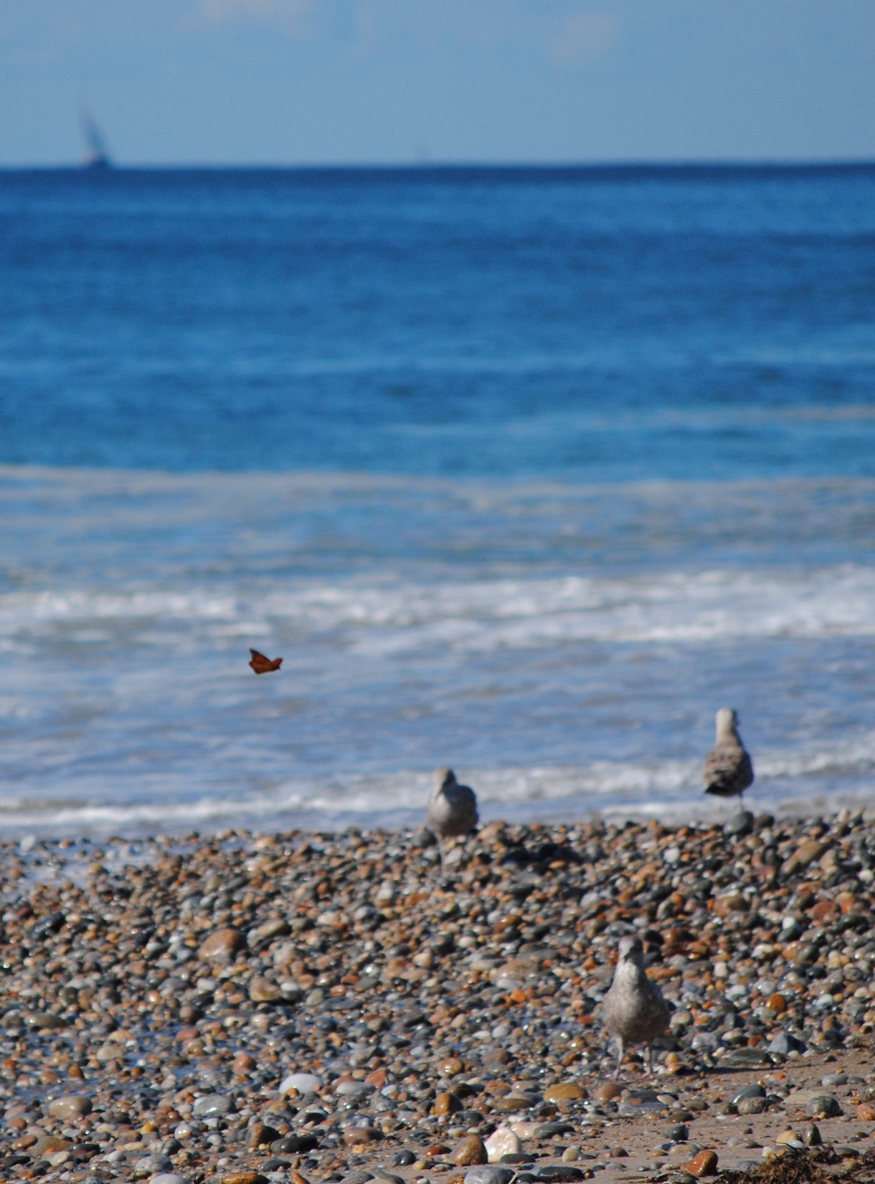 butterfly and seagulls