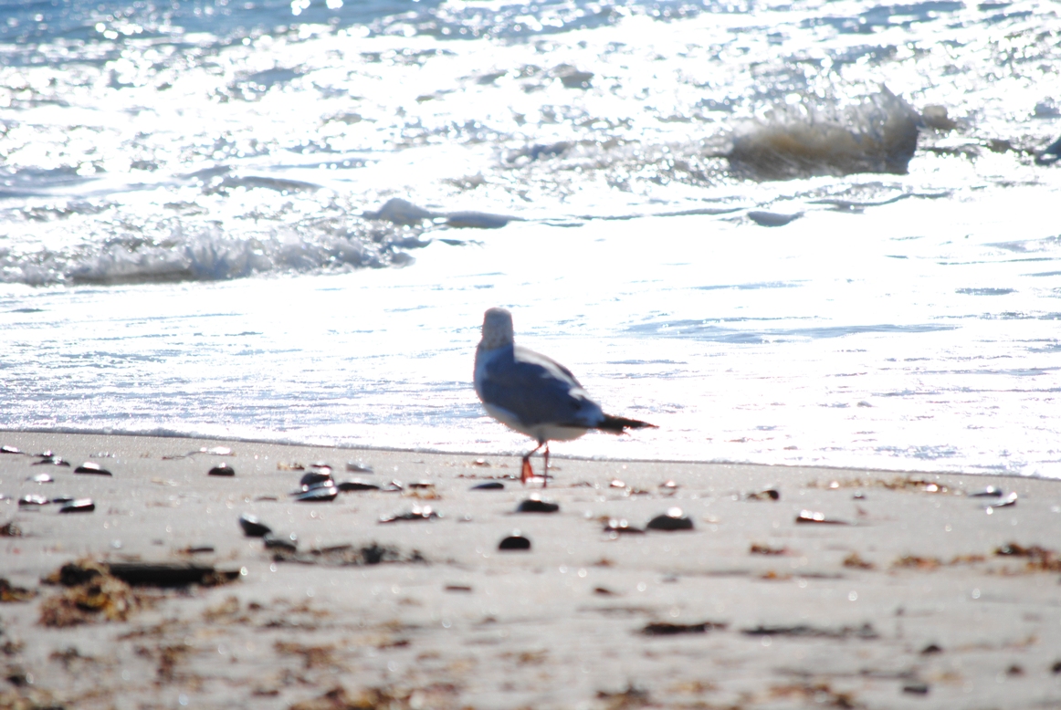 seagull
