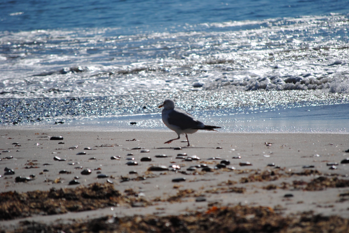 seagull