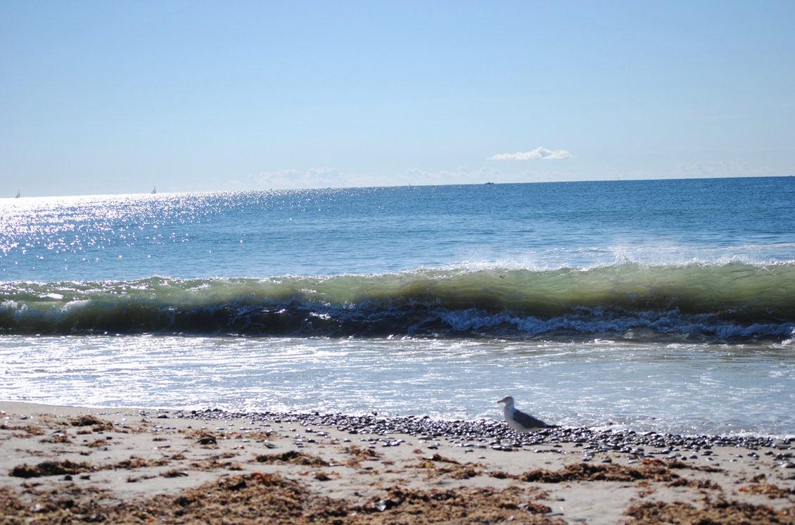 seagull and waves