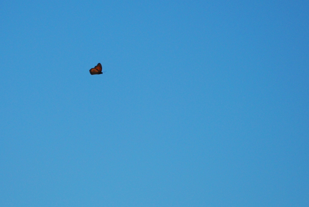 butterfly