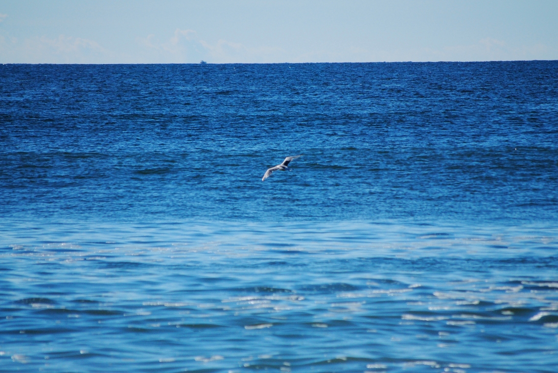 seagull
