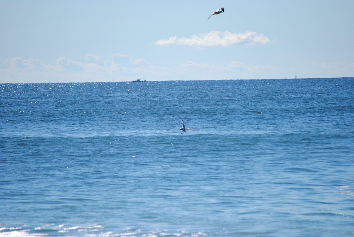 ocean, birds