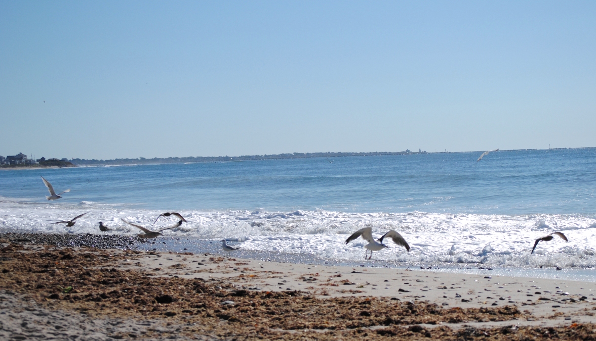 seagulls