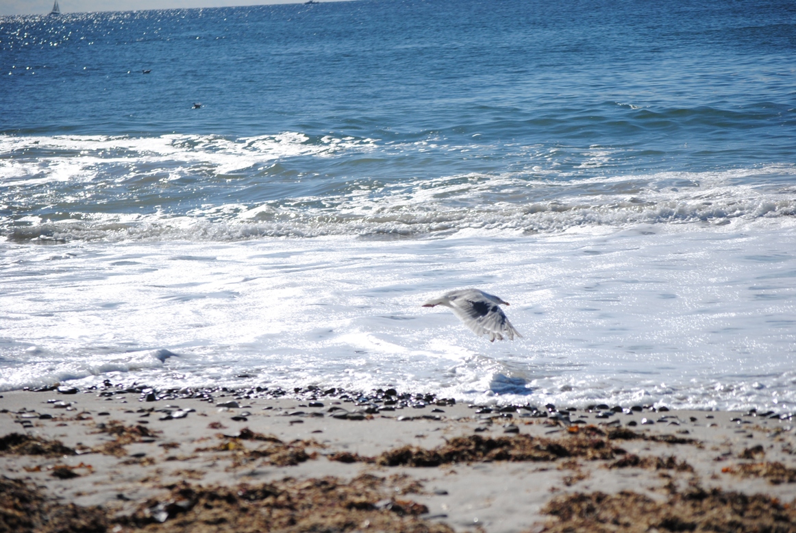 seagull