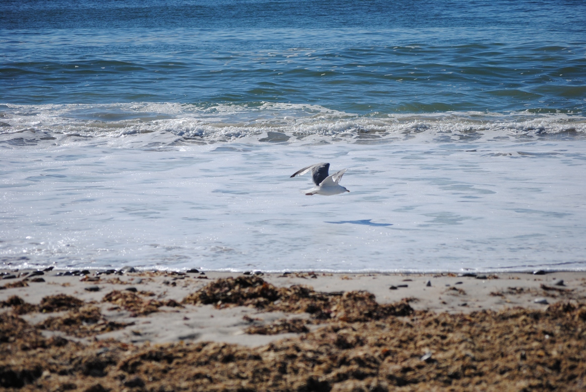 seagull