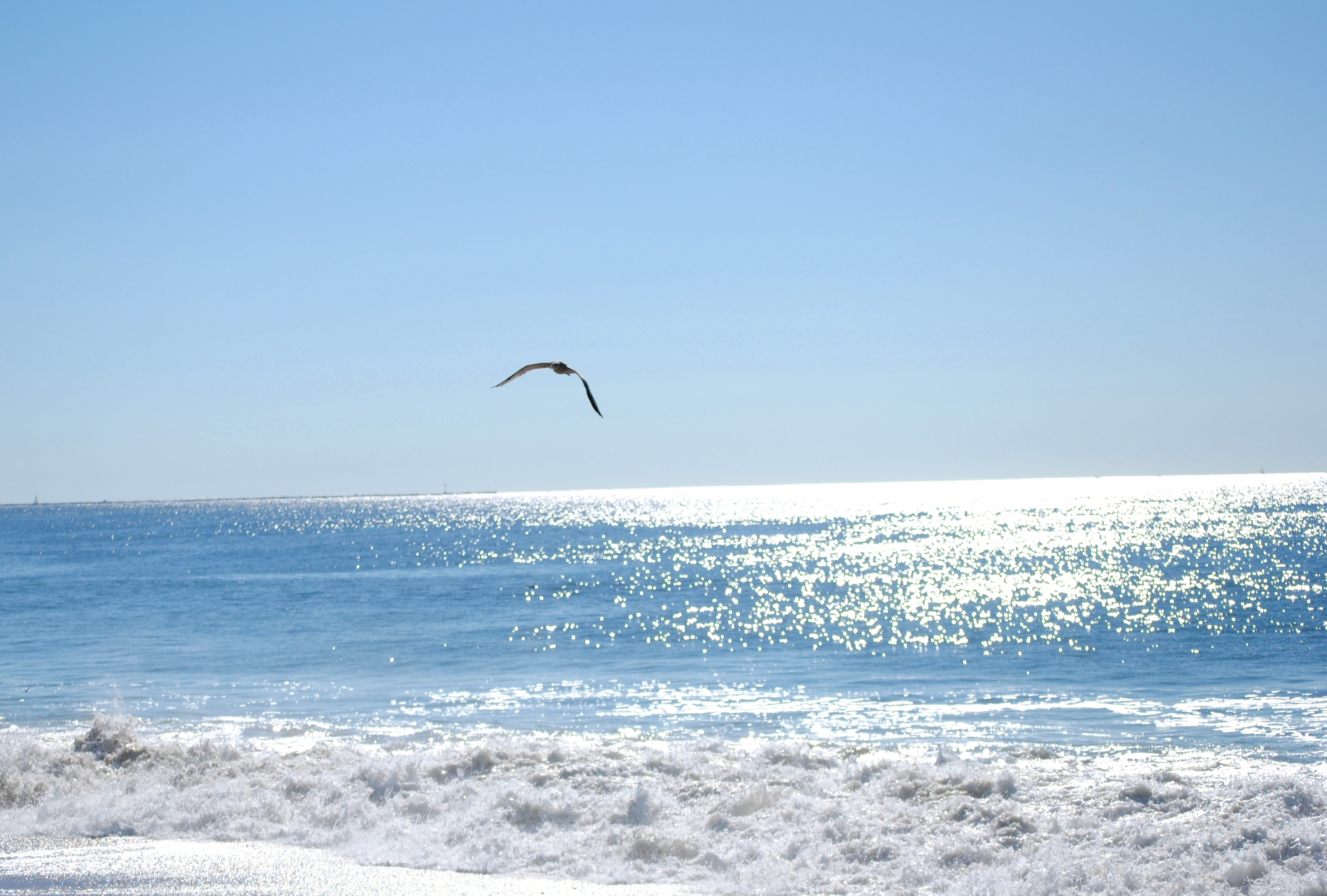seagull