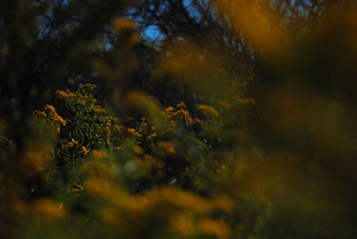 can you see the butterfly?