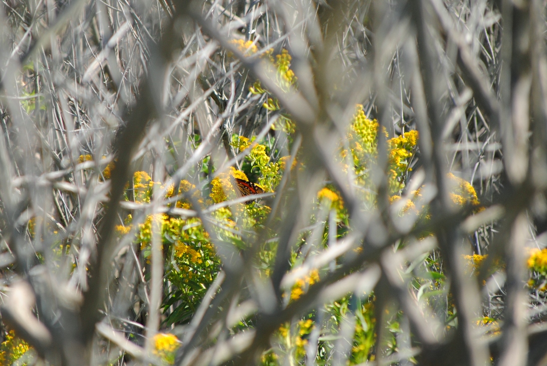 again, can you find the butterfly?